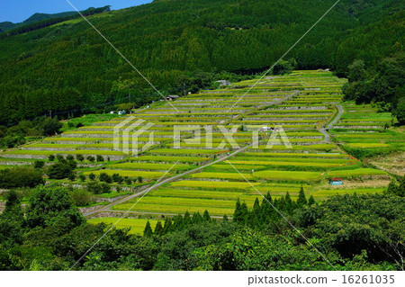 坂本稻田整體 16261035