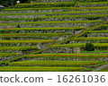 Sakamoto Rice terrace 16261036