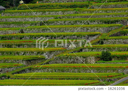 Sakamoto Rice terrace Sakamoto Rice terrace 16261036