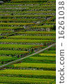 Sakamoto Rice terrace 16261038