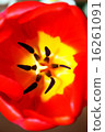 Tulip macro 16261091