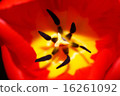 Tulip closeup 16261092