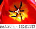 Tulip macro 16261132