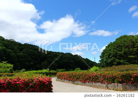Azalea's blooming park 16261182