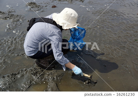 A woman crazy for clamor hunting A woman crazy for clamor hunting 16261230