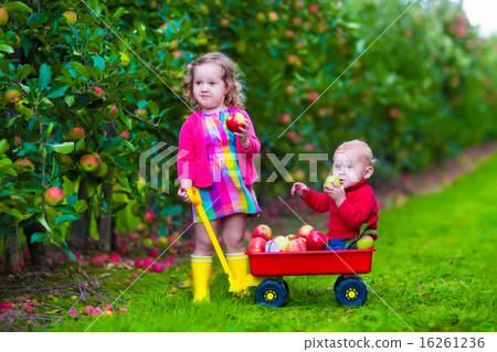 Kids picking apple on a farm Kids picking apple on a farm 16261236