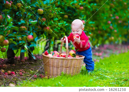 Little boy with apple basket on a farm Little boy with apple basket on a farm 16261238