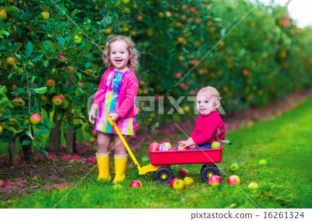Kids picking apple on a farm Kids picking apple on a farm 16261324
