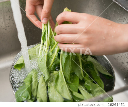 Wash spinach Wash spinach 16261451