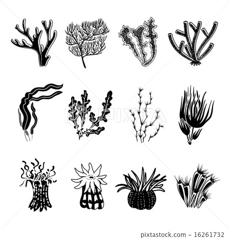 Coral Black Set 16261732