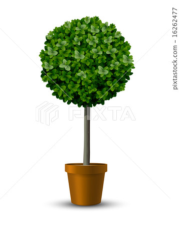 Decorative trimming boxwood 16262477