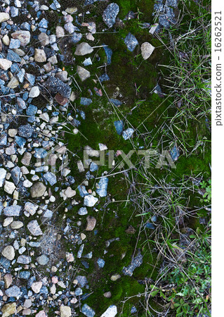 Background Of Green Moss Background Of Green Moss 16262521