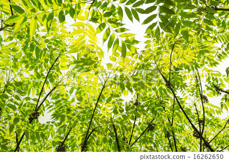 新鮮的蔥 16262650