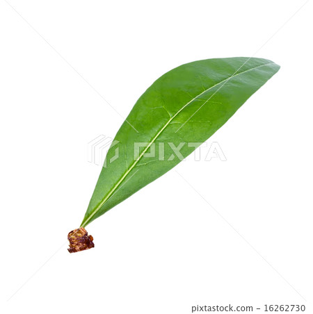 Peach leaf isolated on white background 16262730