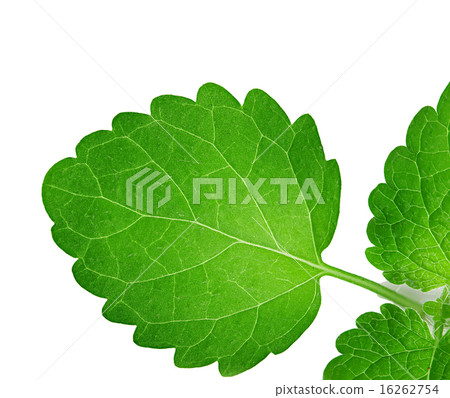 mint leaves isolated on white background 16262754