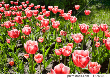 Tulips in the meadow 16263009
