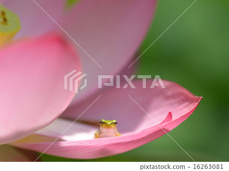 Cute frog resting with lotus flower 16263081
