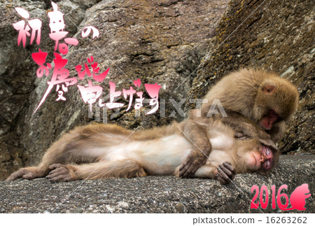 Relaxing monkey boss 16263262