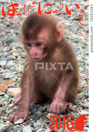 Baby monkey 16263263