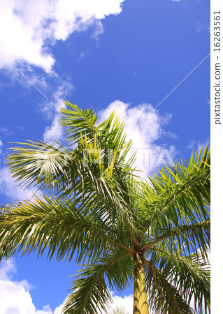 Island of the south of Guam Island Aozora Palm tree 16263561