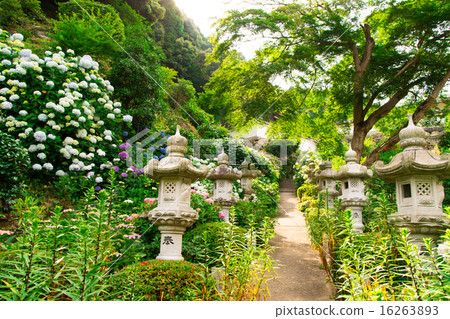 Hydrangea and stone lantern 16263893