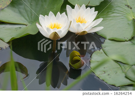 Water lily Water lily 16264254