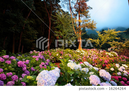 繡球繡球花福岡 繡球繡球花福岡 16264264