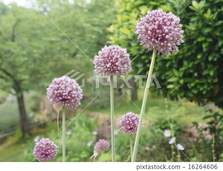 Garlic flowers and trees Garlic flowers and trees 16264606