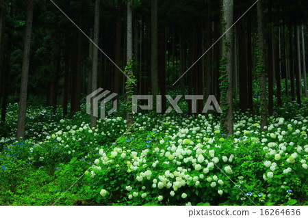 Ichinoseki Michinokuku繡球花園 16264636