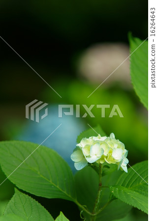 繡球 16264643