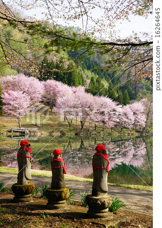 櫻花盛開在湖岸和Jizo先生。湖Nakatsuna 16264645