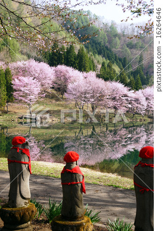 櫻花盛開在湖岸和Jizo先生。湖Nakatsuna 16264646