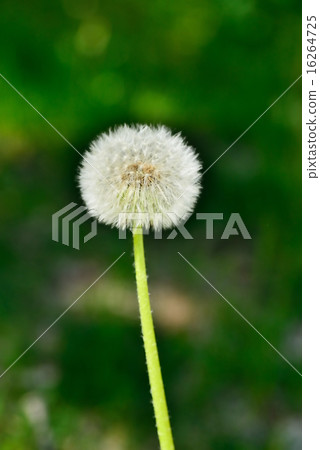 蒲公英 16264725