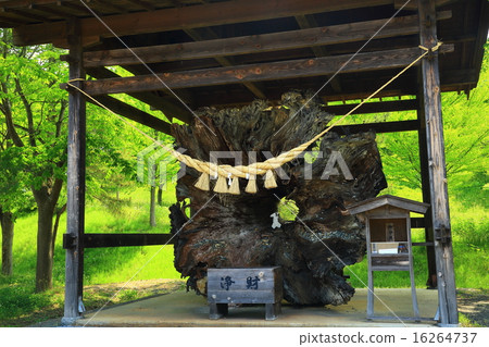 Festival Fujiwara no Tomo Life Extended Millennium Cedar 16264737