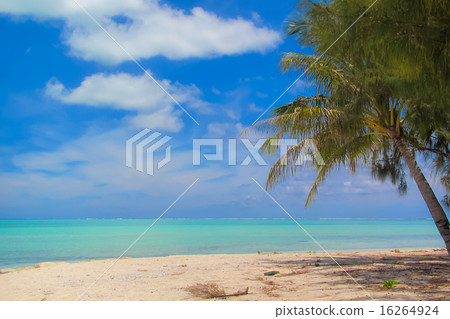 海和棕櫚樹 海和棕櫚樹 16264924