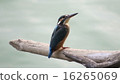 Wild birds like jewels 16265069