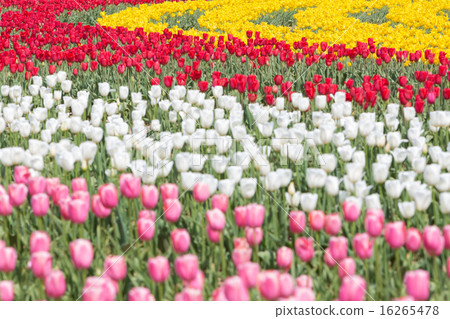 Tulip field Tulip field 16265478
