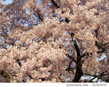 Ayai Yoshino·3 16265670