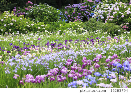 Yokosuka Shobuen Garden Yokosuka Shobuen Garden 16265794