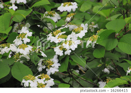 Hydrangea indica 16266415