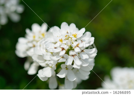 Tokiwanazuna 16266895