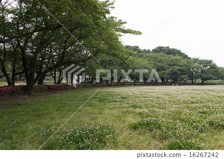 三葉草公園 三葉草公園 16267242
