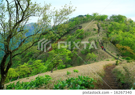 Tanzawa mountain of fresh green Tanzawa mountain of fresh green 16267340