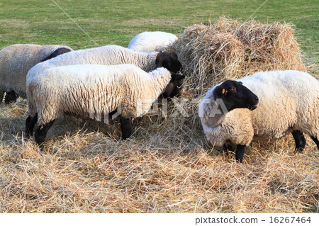 Biei sheep in autumn (Suffolk species) Biei sheep in autumn (Suffolk species) 16267464