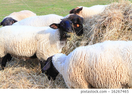 Biei sheep in autumn (Suffolk species) Biei sheep in autumn (Suffolk species) 16267465
