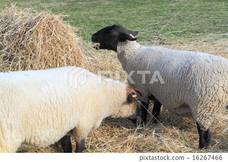 Biei sheep in autumn (Suffolk species) Biei sheep in autumn (Suffolk species) 16267466