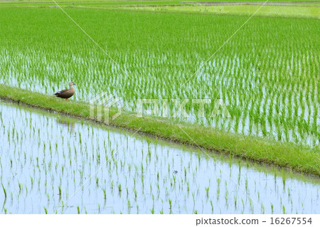 Duck in rice field Duck in rice field 16267554