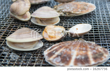 Capricorn and scallops 16267736