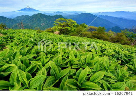 Mountains of Mt. Hikigatake and Mount Fuji 16267941
