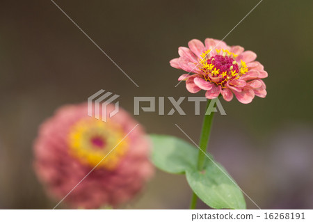 竹草 16268191